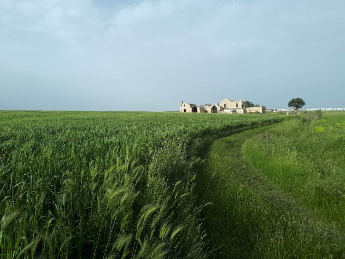 Grano Senatore Cappelli in spigatura con sullo sfondo l'antica masseria del Purgatorio