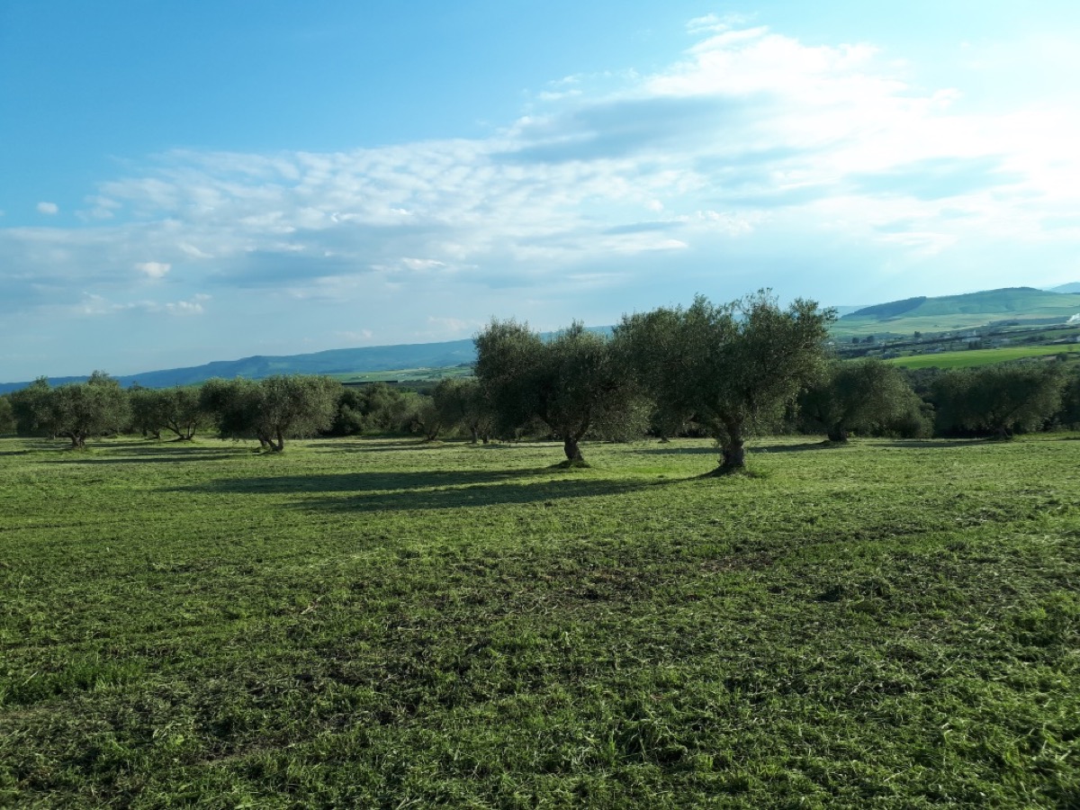 Uliveto di Contrada Giardinelle, Matera