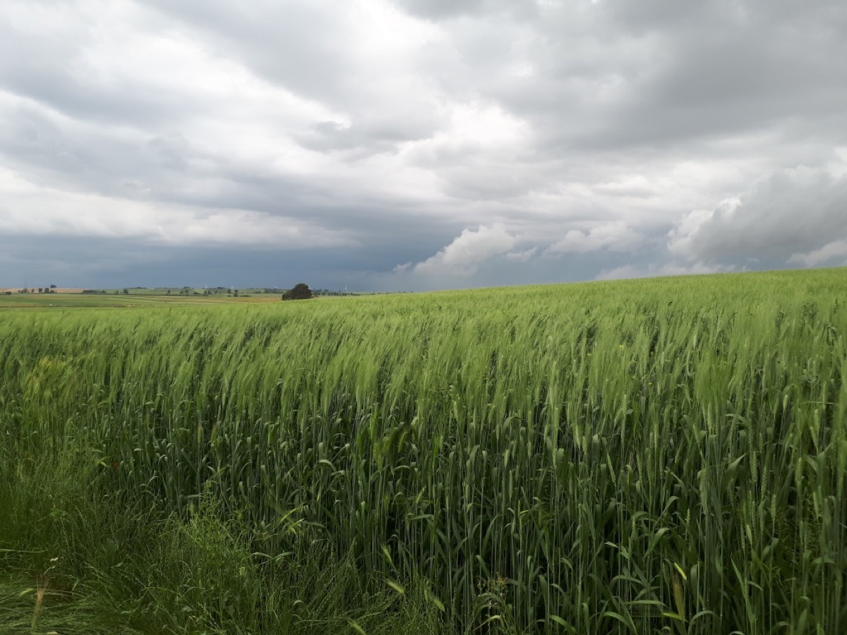 Spighe alte di grano Senatore Cappelli