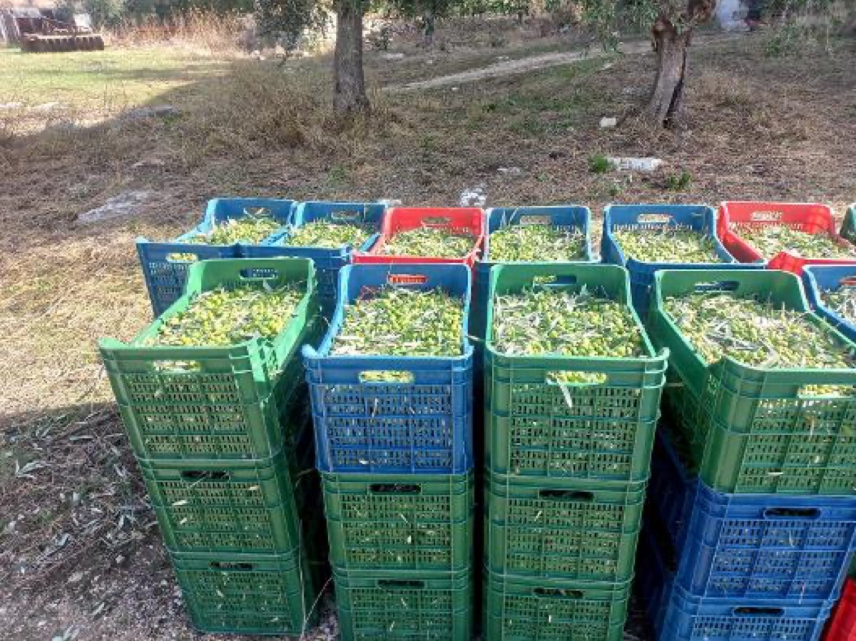 Cassette di olive raccolte, Azienda Agricola Vincenzo Marvulli