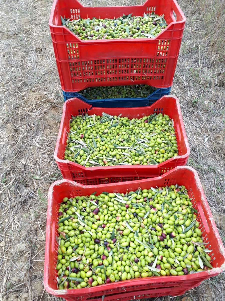 Raccolta delle olive in cassette, Azienda Agricola Vincenzo Marvulli